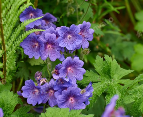Preview: Meadow Geranium - also Geranium pratense - Johnsons Blue