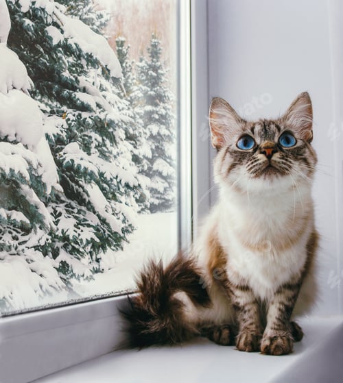 Preview: winter