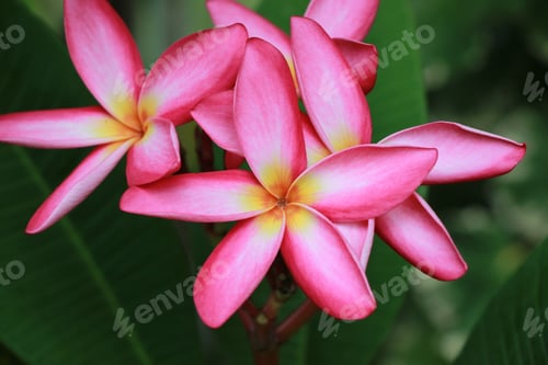 Preview: Exotic pink plumeria flowers on a branch.