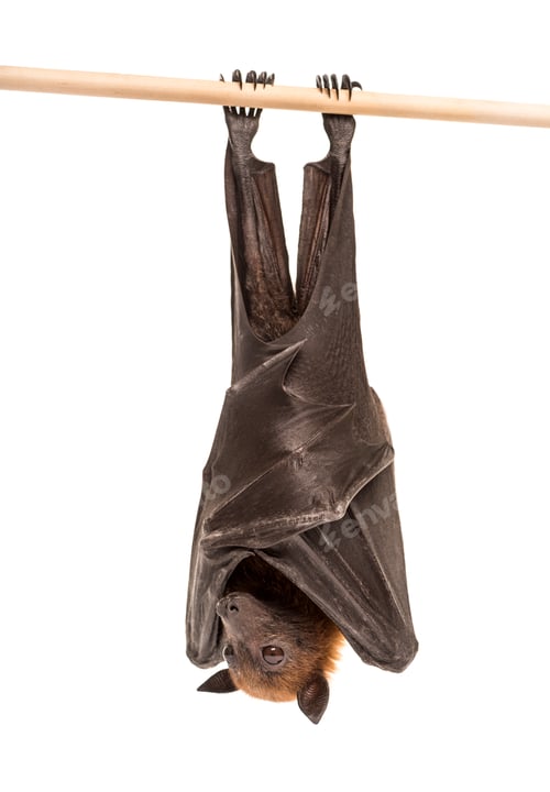 Preview: Lyle's flying fox hanging from a branch, Pteropus lylei, isolate