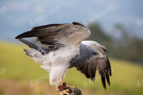 Preview: American Bald Eagle landing in Otavalo, Ecuador