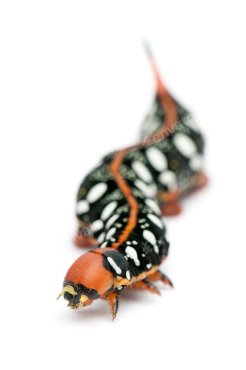 Preview: Spurge Hawk, Hyles Euphorbiae, caterpillar against white background