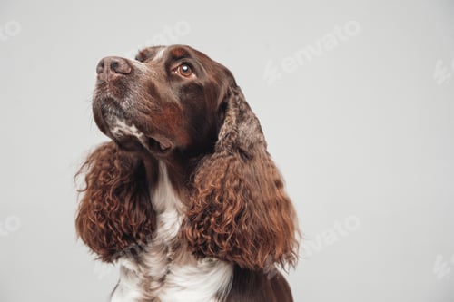 Preview: Purebred english springer doggy with curly brown white fur