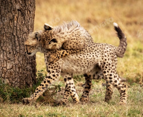 Preview: A Beautiful Zimbabwe Wildlife Place in the World in Picture