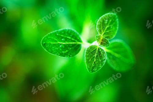 Preview: Fresh oregano herb