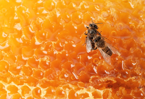 Preview: Beautiful bees on honeycomb, closeup. Domesticated insects