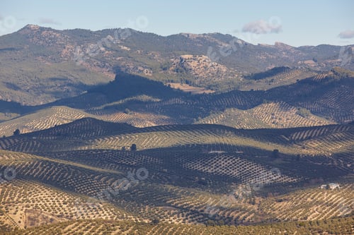 Preview: Olive tree fields in Andalusia. Spanish agricultural harvest landscape. Spain