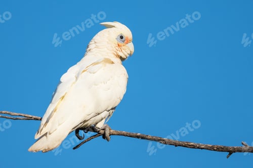 Preview: White Corella on Perch