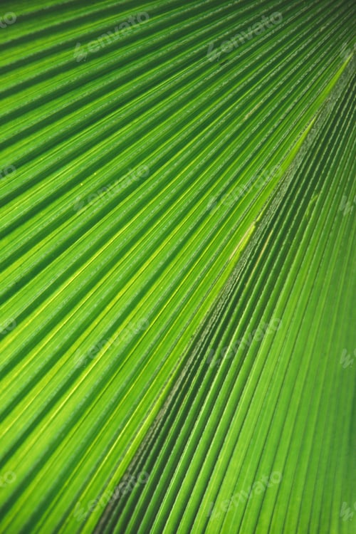 Preview: Closeup of a long green leaf pattern and texture
