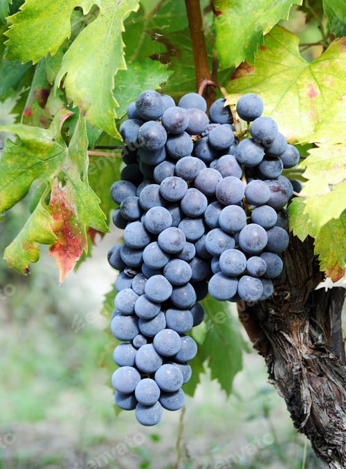 Preview: Ripe blue grape