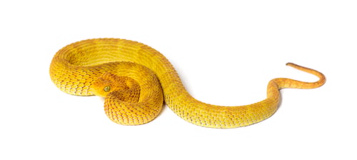Preview: Leaf viper, Atheris squamigera, isolated on white
