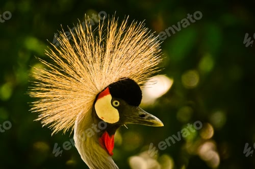 Vorschau: Porträt eines schönen gekrönten Kranichs