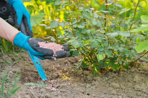 Preview: Granules fertilizer in hands of woman gardener.