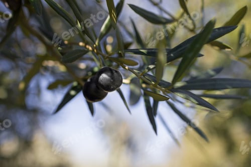 Preview: Black olives