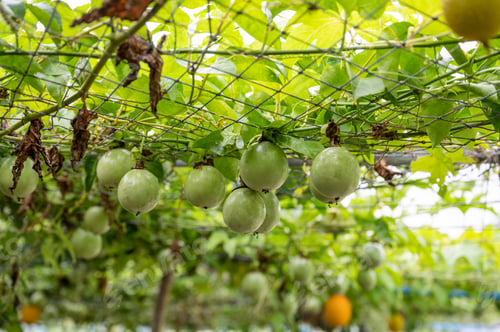 Preview: Passion fruit growing on mesh ceiling in plantation