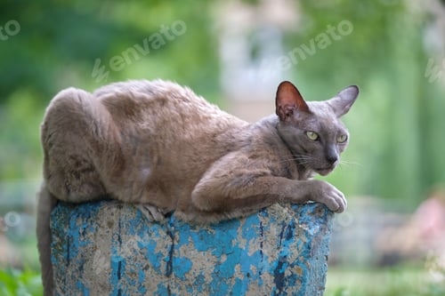 Preview: Big gray angry looking Sphinx breed stray cat resting on street outdoors in summer