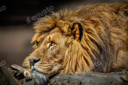 Preview: Male lion lounging on tree bark