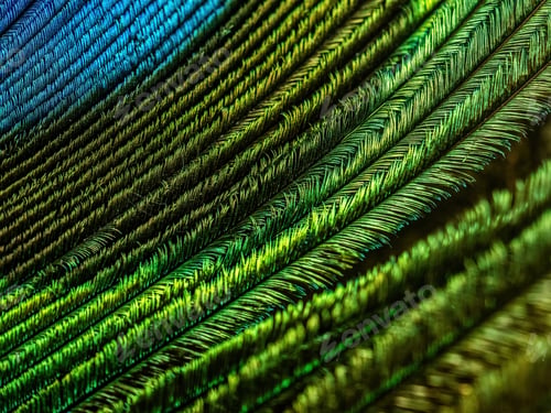 Preview: Natural peacock feather background. Macro