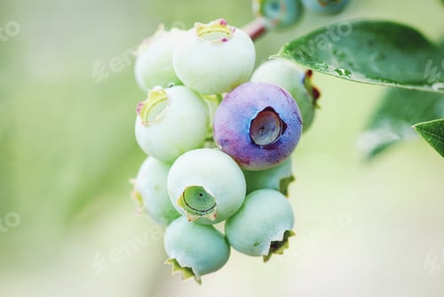 Preview: Blueberry growing on bush, unripe Vaccinium corymbosum berry fruit closeup