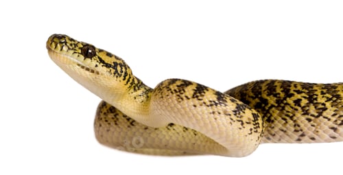 Preview: Morelia spilota variegata, a subspecies of python, against white background
