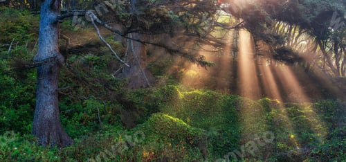 Preview: Trees in Vibrant Rainforest. Sunny Sunrays in Fog. Morning Sunrise on West Coast of Washington