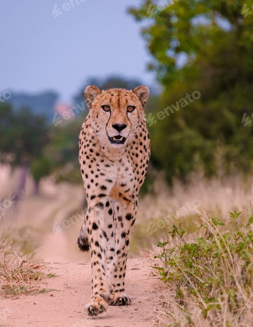 Preview: Cheetah wild animal in Kruger National Park South Africa, Cheetah on the Hunt during sunset.