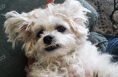 Preview: Cute pet laying on her back looks at owner for guidance and direction.