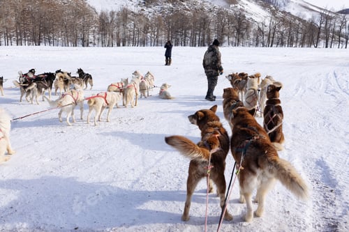 Vista previa: Sled dogs getting ready