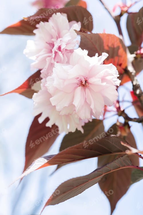 Preview: Pink cherry blossoms on a branch with a blurred background.