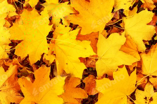 Preview: Yellow maple Autumn Leaves Background. Colorful autumn fallen leaves texture. Outdoor
