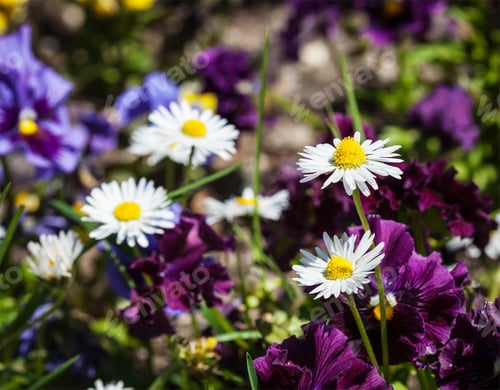 Preview: Blooming field flowers in spring