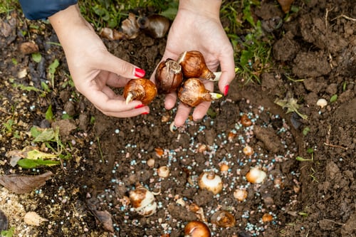 Preview: hands holding daffodil bulbs before planting in the ground