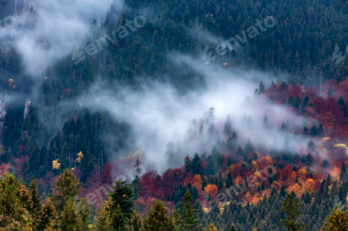 Preview: Autumn image with silhouette of forest with dense fog at dusk.