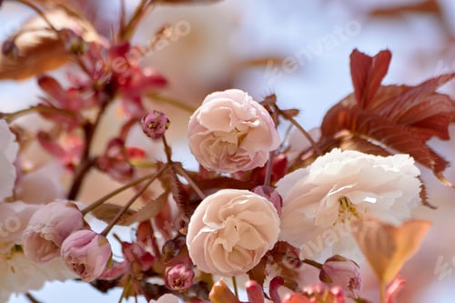 Preview: Various Stages of Blooming Flowers