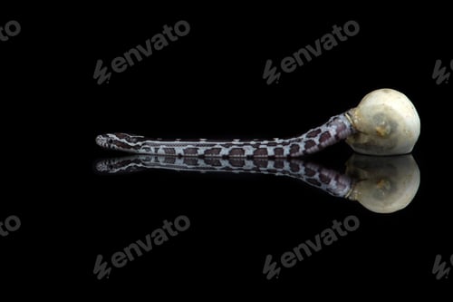 Serpiente de maíz que sale de un huevo en cautiverio reflejada sobre un fondo negro