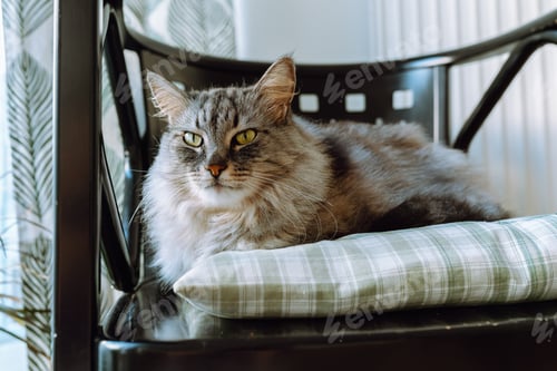 Preview: Fluffy Cat Relaxing on Chair with Plaid Pillow
