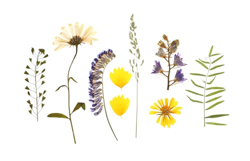 Preview: Wild dried meadow flowers on white background, top view
