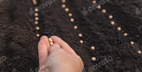 Preview: Sow seeds in the garden for rose gardens. selective focus.