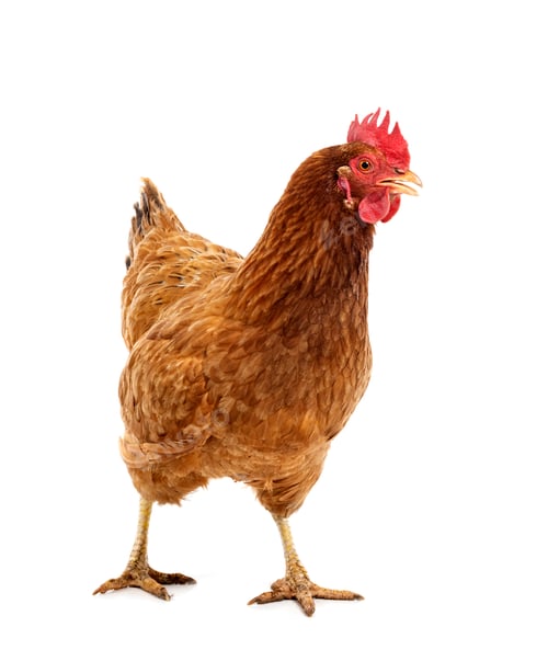 Preview: brown chicken in studio