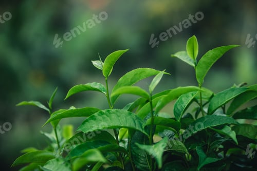 Preview: Fresh green tea leaf shoots in nature