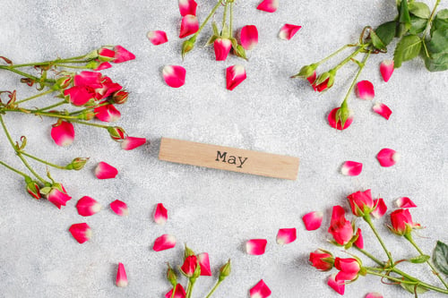Preview: Spring greeting card with rose flowers.