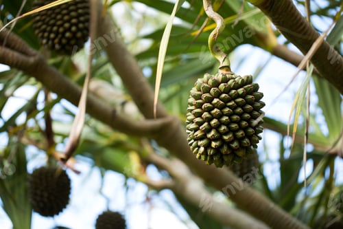 Preview: Pandanus fruits grow on a tree on the island