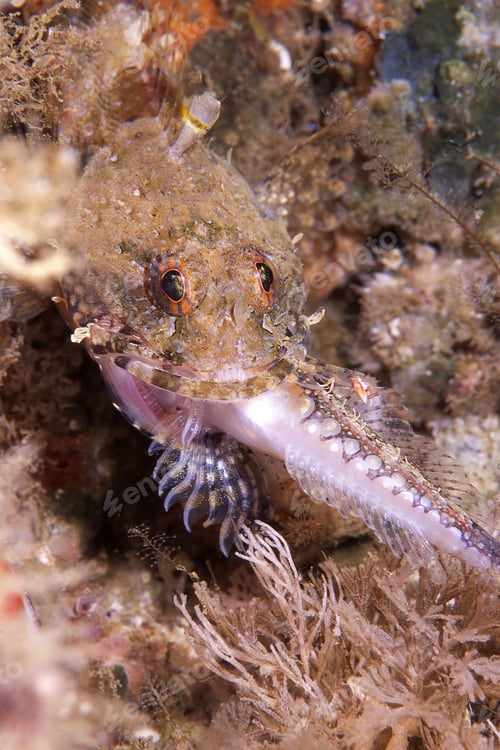 Preview: Sculpin captures prey