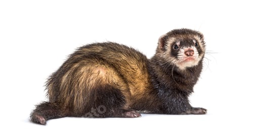 Preview: Back view of a European polecat looking back, isolated, ferret