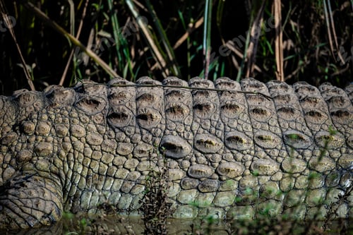 Preview: Crocodile Water Pond Lake Wildlife Wild Animals Nairobi National Park