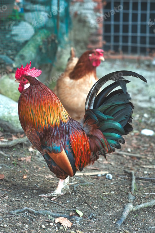 Preview: Hen