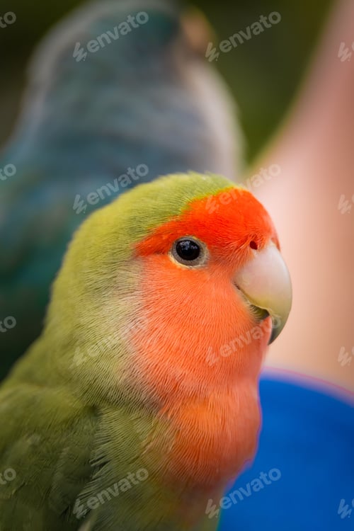 Preview: Vibrant rosy-faced lovebird (Agapornis roseicollis) against a green backdrop