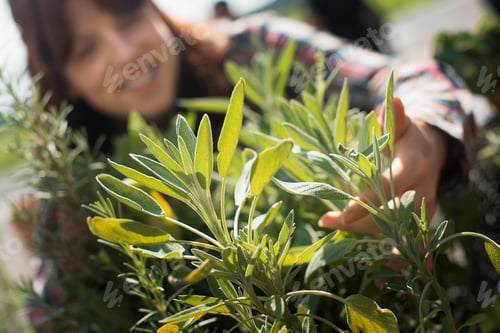 Preview: A woman tending herb sage plants an an organic farm.