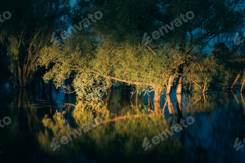 Preview: Night landscape with Trees that Standing In Water During Spring Flood