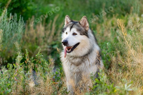 Preview: Summer husky portrait